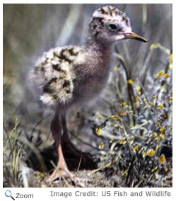 Spotted Sandpiper