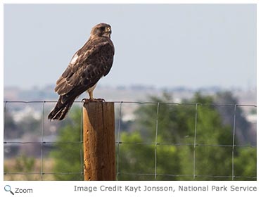 Swainson's Hawk