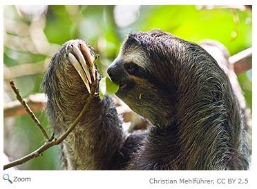 Sloth