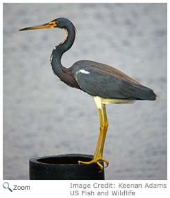 Tricolored Heron