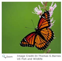 Viceroy Butterfly