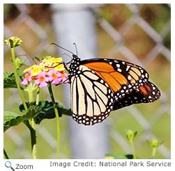 Viceroy Butterfly