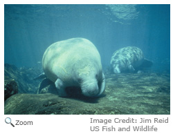 West Indian manatee