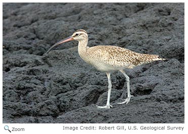 Whimbrel