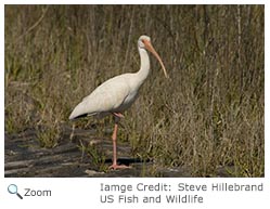 White Ibis