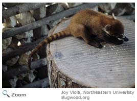 White-nosed Coati