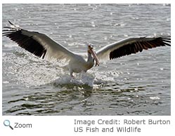 White Pelican