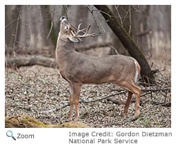 White-tailed Deer