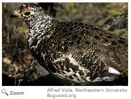 White-tailed Ptarmigan