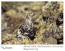 White-tailed Ptarmigan