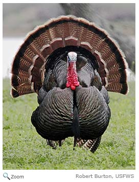 Wild Turkey