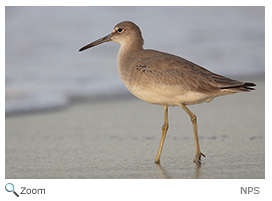 Willet