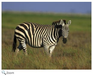 Zebra