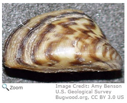 Zebra Mussel